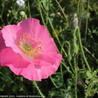 Buy canvas prints of Pink Poppy by HELEN PARKER
