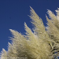 Buy canvas prints of Pampas Grass by HELEN PARKER