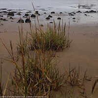 Buy canvas prints of Grassy sand at mouth of River Neath by HELEN PARKER