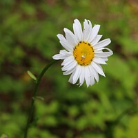 Buy canvas prints of Daisy, white spider and bugs by HELEN PARKER
