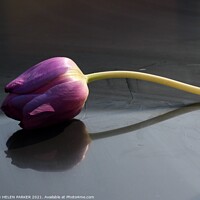 Buy canvas prints of A purple tulip by HELEN PARKER
