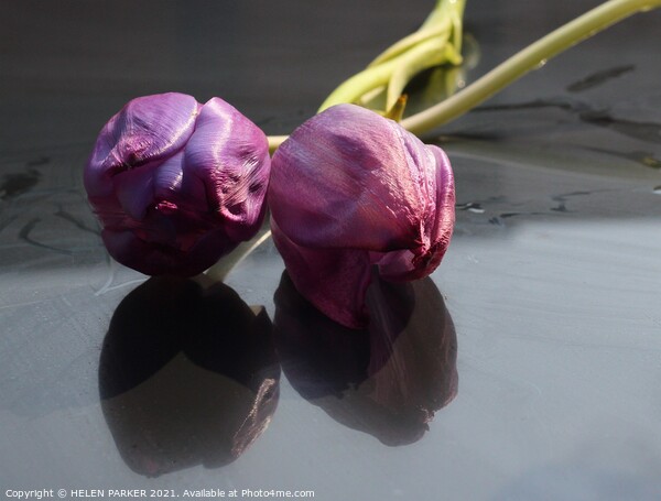 Two Purple Tulips  Picture Board by HELEN PARKER