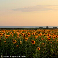 Buy canvas prints of Sunflowers of Rhossili by HELEN PARKER