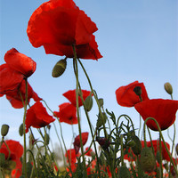 Buy canvas prints of Breezing Poppies by David Hollingworth