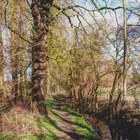 Buy canvas prints of Path and Stream by David Hollingworth