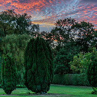 Buy canvas prints of Garden Sunset by David Hollingworth