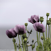 Buy canvas prints of Purple Poppies by David Hollingworth