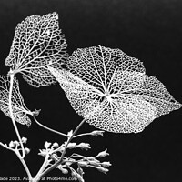 Buy canvas prints of Winter Hydrangea black and white by Karen Slade
