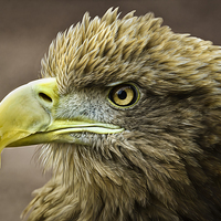 Buy canvas prints of Stellers Sea Eagle by Don Alexander Lumsden