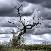 Buy canvas prints of  Petrified tree in Cheshire countryside. by Nick Benke