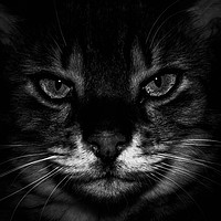 Buy canvas prints of Cat Black & White by Joel Woodward