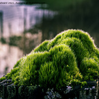 Buy canvas prints of Close Up Green Moss  by Joel Woodward