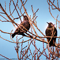 Buy canvas prints of Two Starling Birds by Joel Woodward