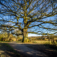 Buy canvas prints of Old Tree by Joel Woodward