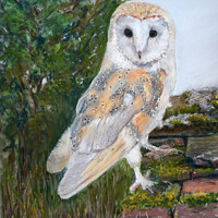 Buy canvas prints of Barn Owl lookout  by robin oakley