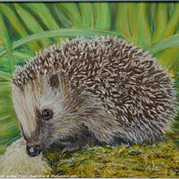 Buy canvas prints of Hedgehog  by robin oakley