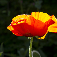 Buy canvas prints of  Poppy afternoon Dorset  by robin oakley