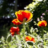 Buy canvas prints of  Poppies in the sun by robin oakley