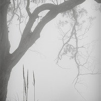 Buy canvas prints of Hillside Mist by Nigel Gooding