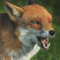 Buy canvas prints of Laughing Fox by Dave Burden