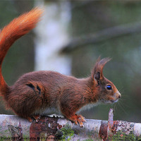 Buy canvas prints of Young Red by Dave Burden