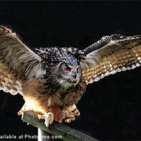 Buy canvas prints of Eagle Owl by Dave Burden