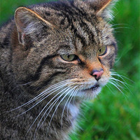 Buy canvas prints of Whiskers by Dave Burden
