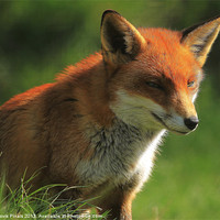 Buy canvas prints of Foxy Lady by Dave Burden