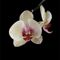 Buy canvas prints of Orchid by Dave Burden