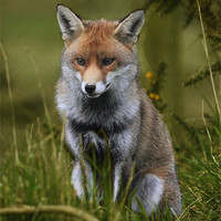 Buy canvas prints of Young Fox by Dave Burden