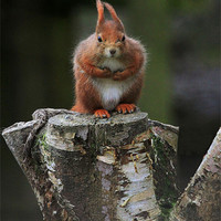 Buy canvas prints of Red Squirrel by Dave Burden