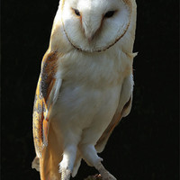 Buy canvas prints of Barn Owl by Dave Burden