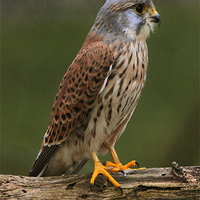 Buy canvas prints of Kestral by Dave Burden
