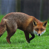 Buy canvas prints of Cunning Fox by Dave Burden