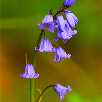 Buy canvas prints of Blue Bells by Dave Burden