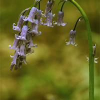 Buy canvas prints of Blue Bells by Dave Burden