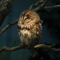 Buy canvas prints of  Twylight Tawny by Dave Burden