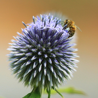 Buy canvas prints of  A taste of Echinops by Dave Burden