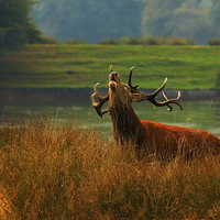 Buy canvas prints of  ' Royal Stag ' by Dave Burden