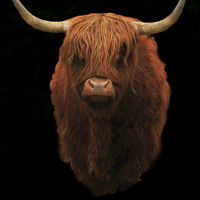 Buy canvas prints of  Highland Bull by Dave Burden