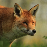 Buy canvas prints of  Red Fox by Dave Burden