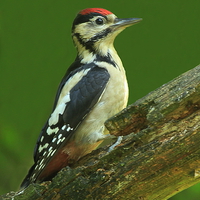 Buy canvas prints of  Great Spotted Woodpecker by Dave Burden