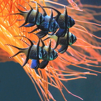 Buy canvas prints of Tropical Fish by Dave Burden