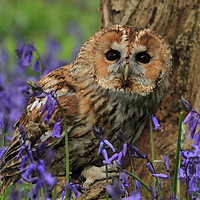 Buy canvas prints of Tawny Owl and Blue Bells by Dave Burden