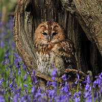 Buy canvas prints of Tawny and the Bells by Dave Burden