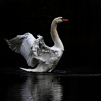 Buy canvas prints of The Swan by Dave Burden