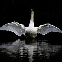 Buy canvas prints of Angel Wings by Dave Burden