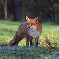 Buy canvas prints of Frosty Fox by Dave Burden