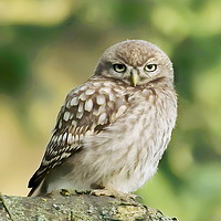 Buy canvas prints of Little Owl by Dave Burden