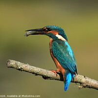 Buy canvas prints of Mrs Kingfisher by Dave Burden